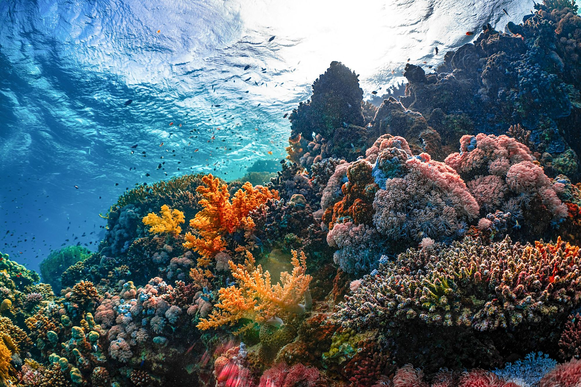 Le barriere coralline del Mar Rosso